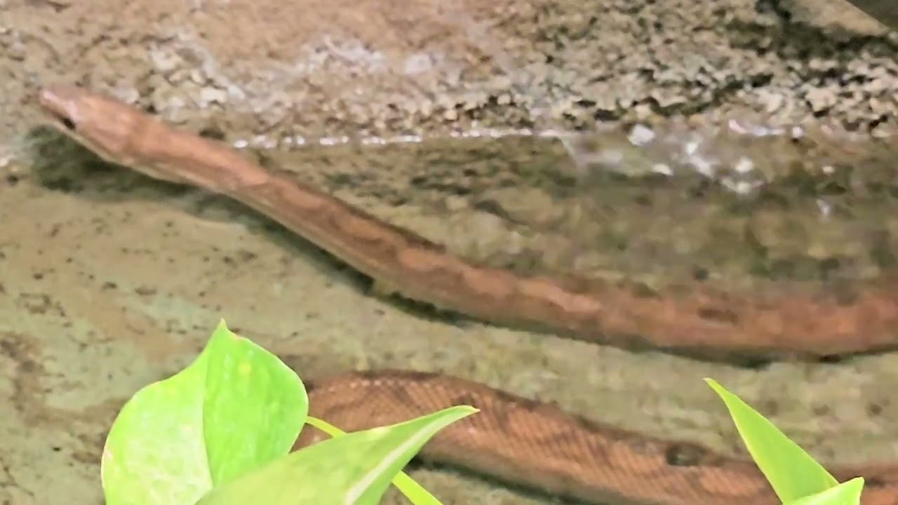 コロンビアレインボーボア
