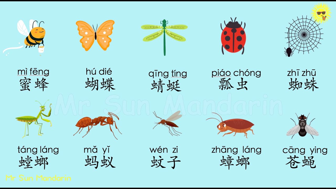 Learn insects/Bugs in Chinese Mandarin, 学中文, 昆虫/虫子, 汉语学习, Mr Sun Mandarin
