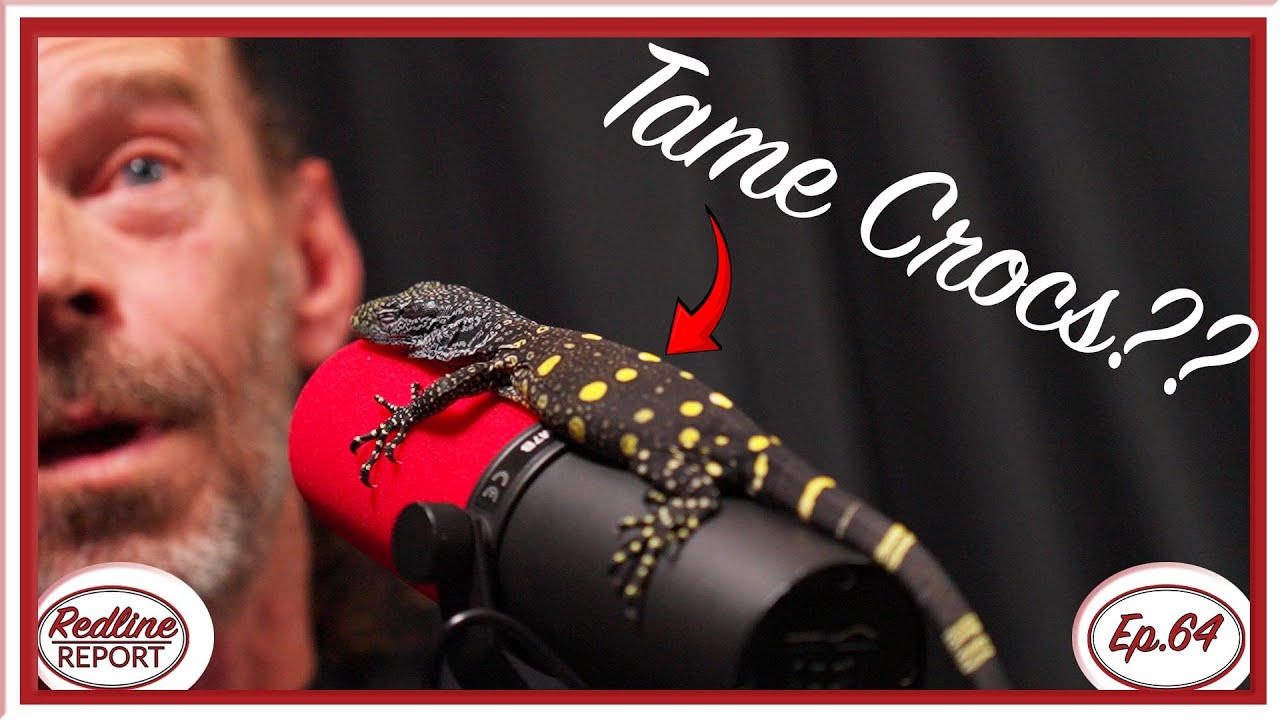 Captive Hatched, TAME Baby Croc Monitors?? - Redline Report Ep.64