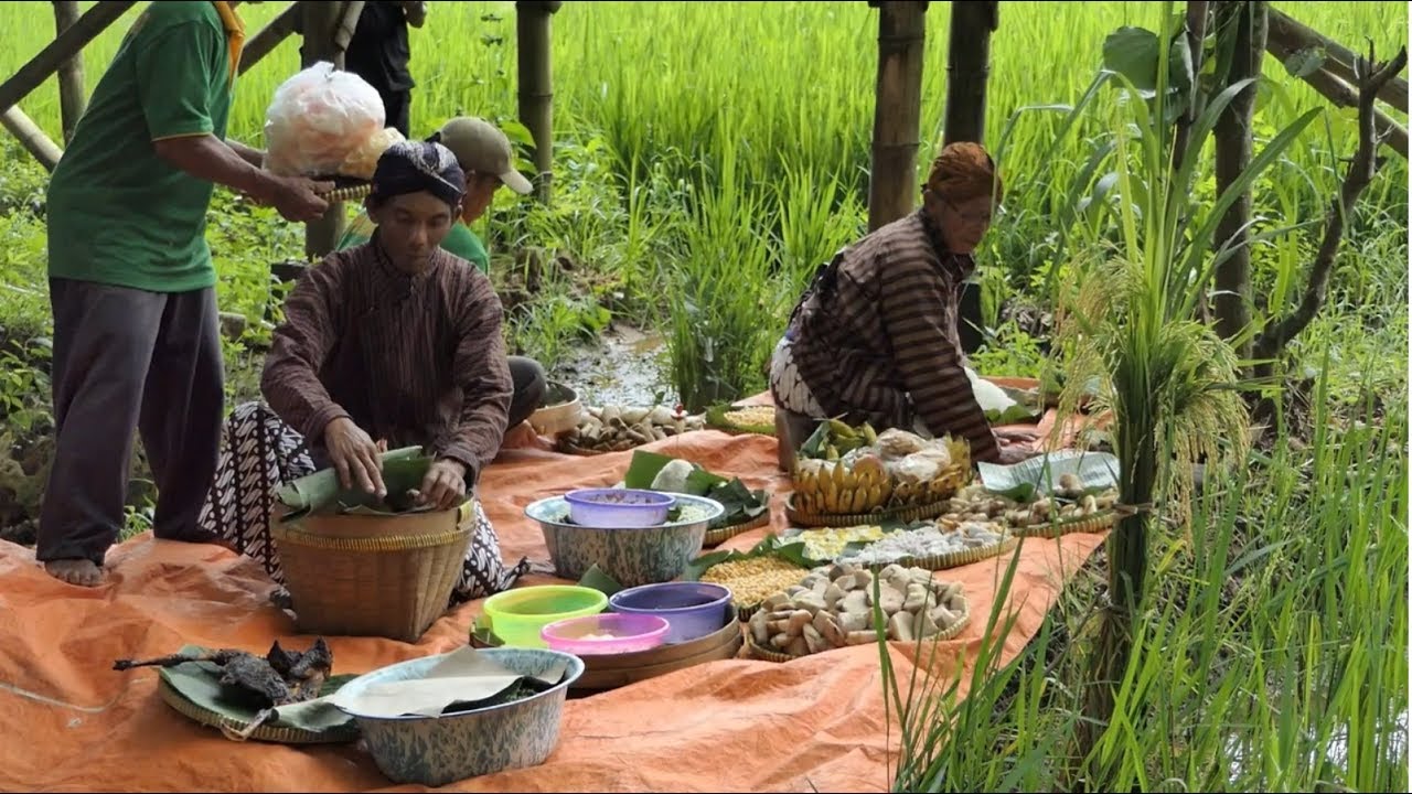 KECE..!! Bangkitkan Tradisi Wiwitan, Saat Panen Perdana - NET YOGYA