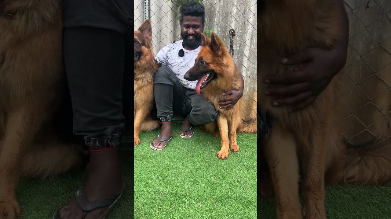 ரூ 5000 முதல் Dogs for Sale | Coimbatore Yazhli Kennel