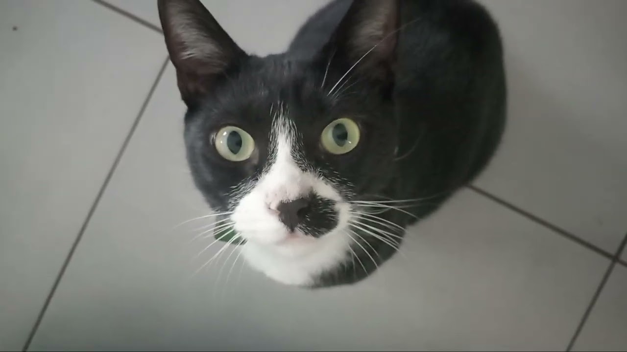 My first video (Introducing Pepper Cornelius the cat)
