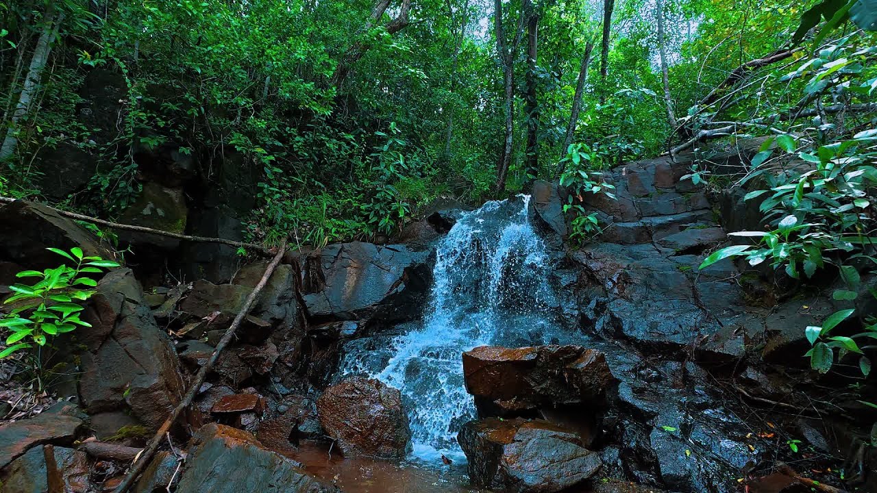 Gentle Forest Stream Waterfall Sounds and Soft Birdsong, Best Relaxing Sounds for Sleeping