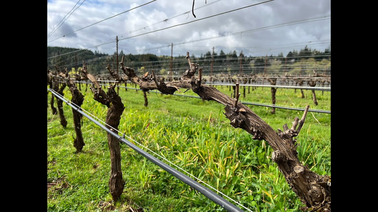 How to renew a grapevine cordon