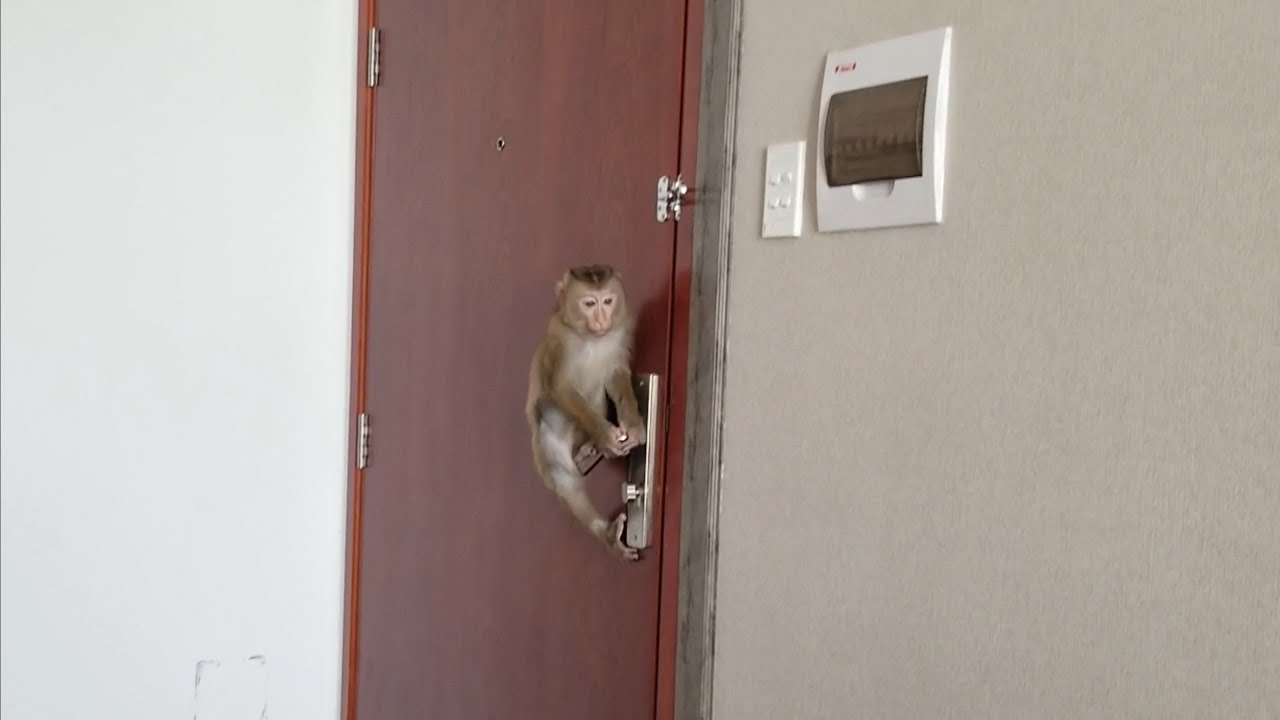 Nui family | Baby monkey NUI waited for Mother to go to the market and Nui opened the door for Mothe