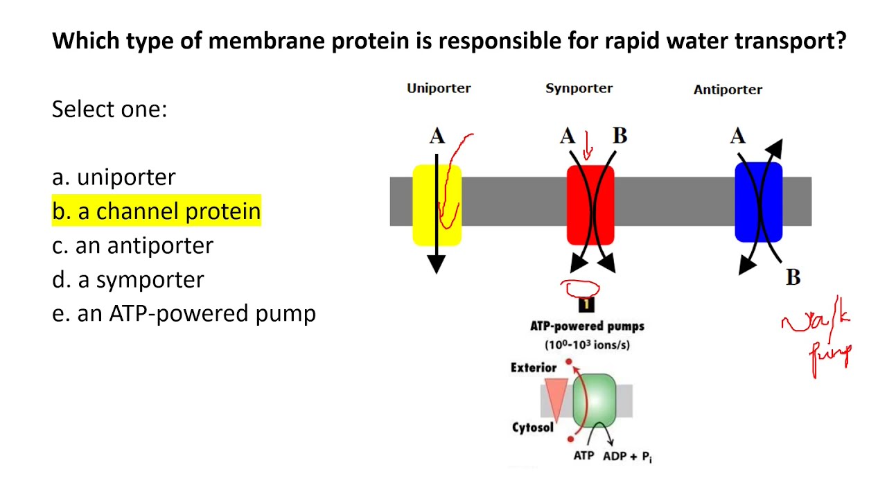 Q & A Cell membrane  Quiz