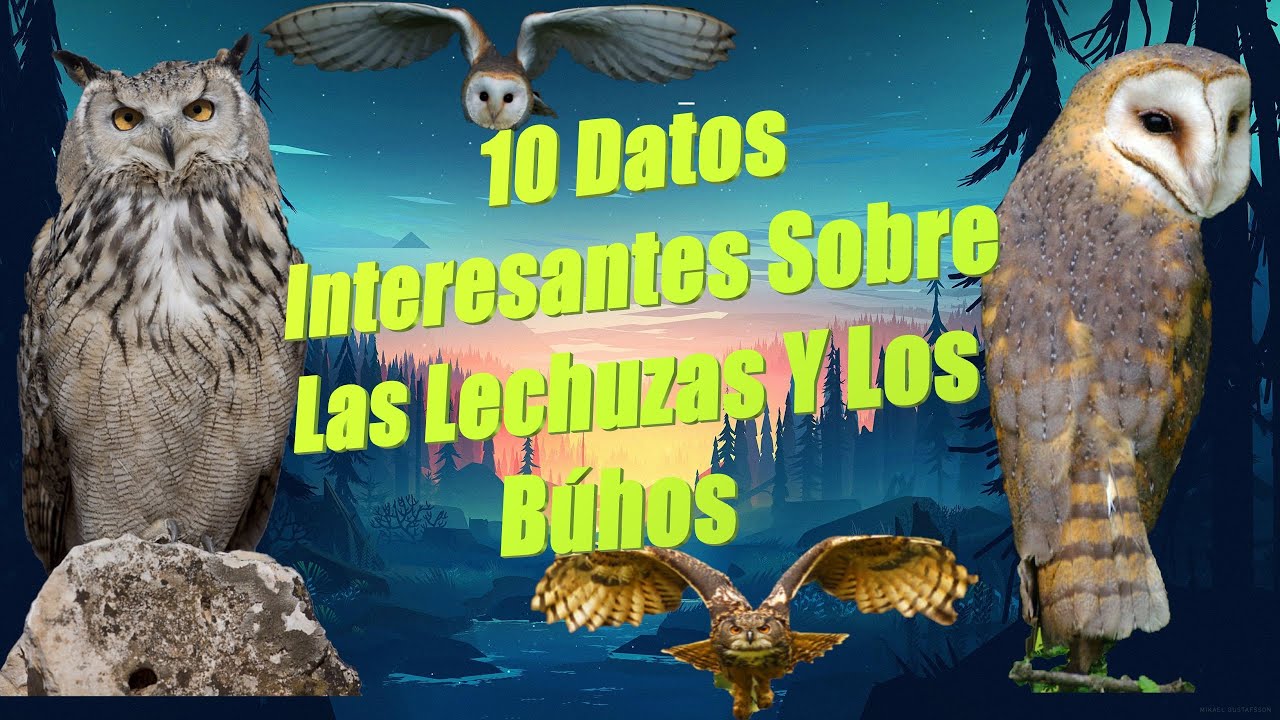 10 Datos Interesantes Sobre Las Lechuzas Y Los Búhos