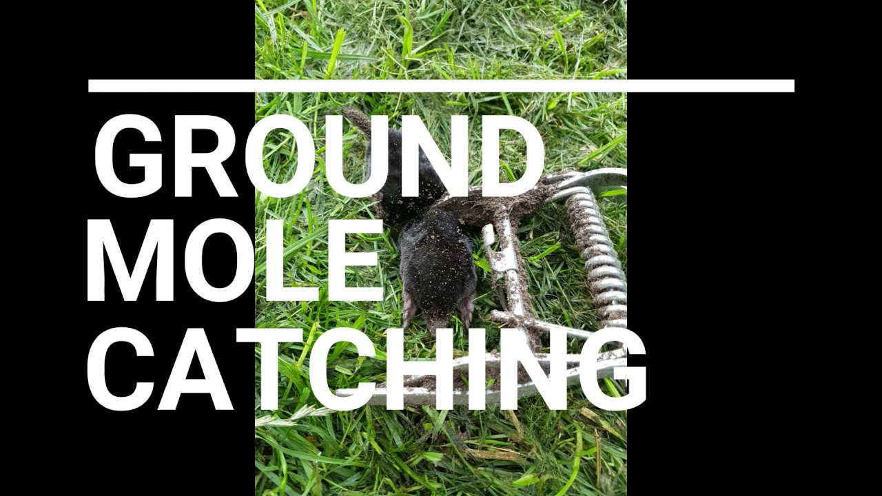 MOLE CATCHING // how to catch a mole // KURMIU GAUDYMAS