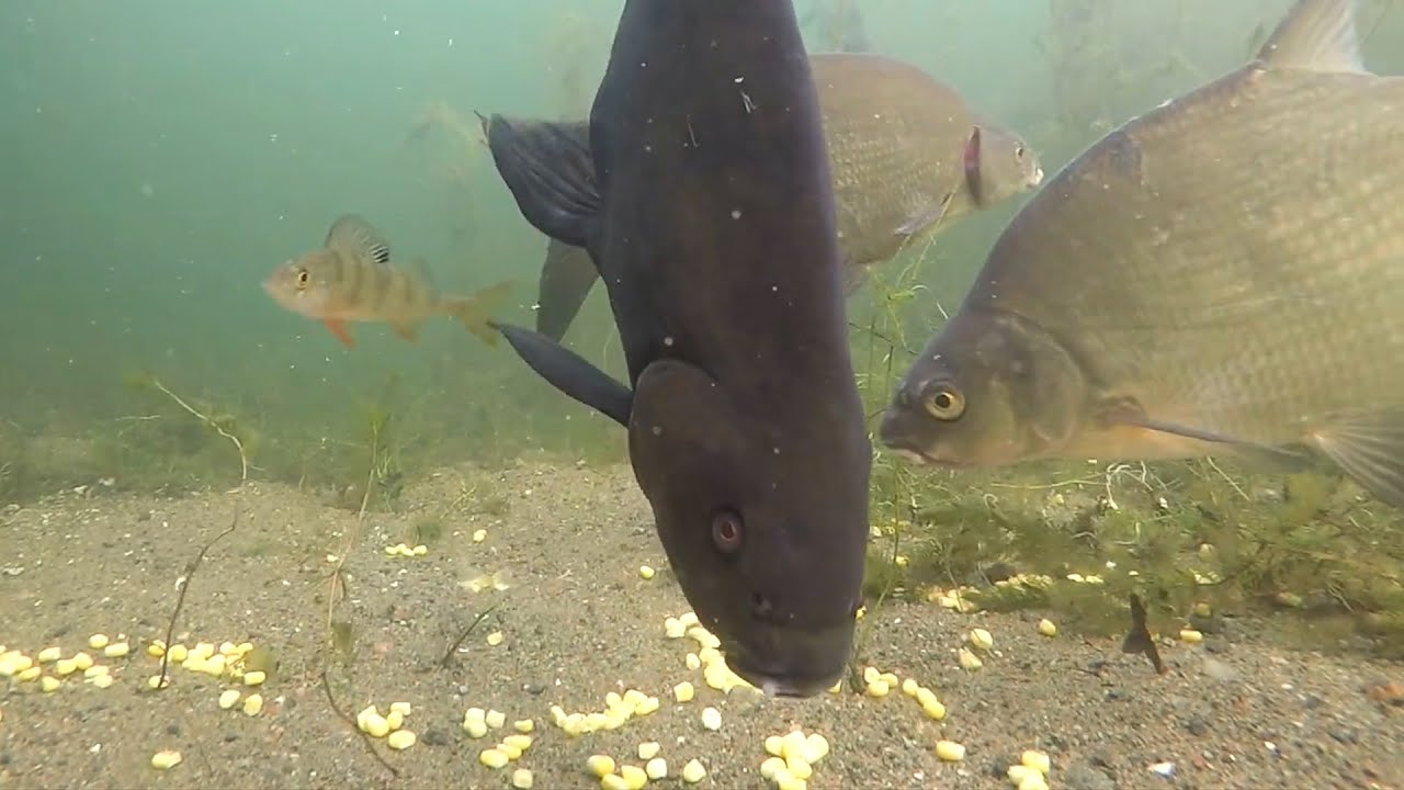Clear video of fish eating corn - Bream, Roach, Rudd, Tench