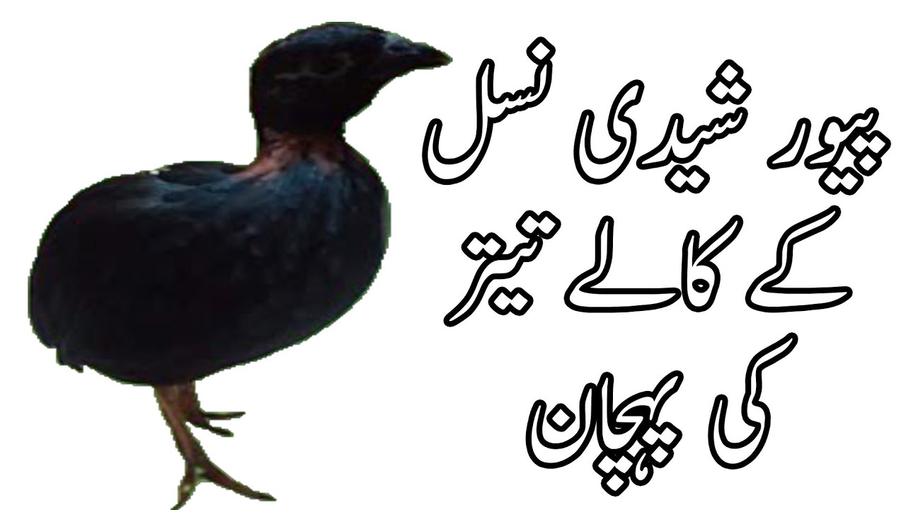 Pure sheedi nasal kale teetar ki pehchan | Sheedi nasal kala teetar | شیدی نسل کالے تیتر کی پہچان