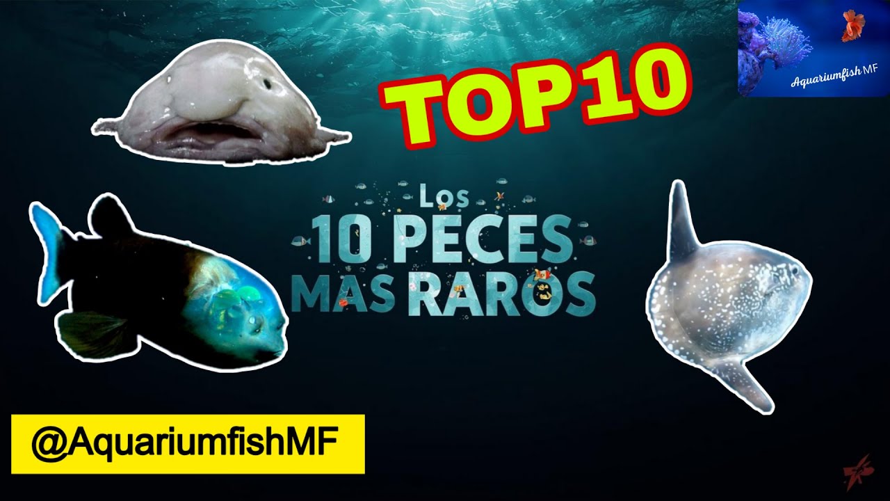 Top10 Peces más raros del mundo #1 parece de otro planeta