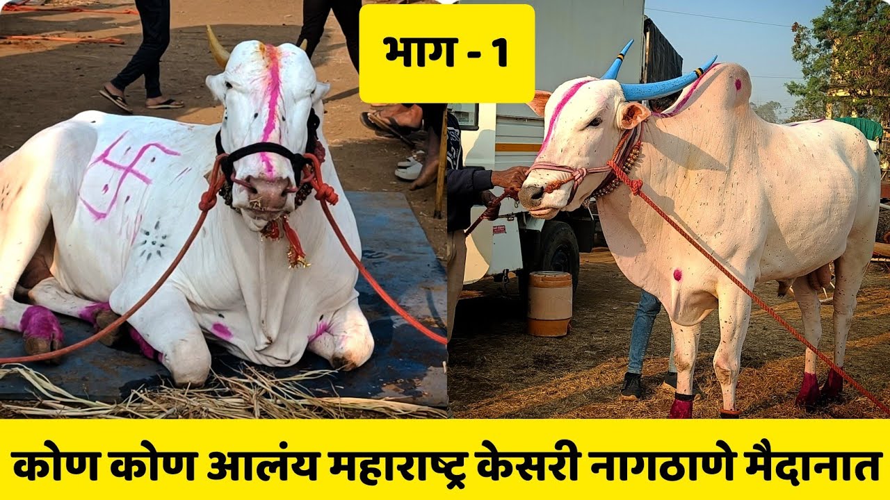 कोण कोण आलंय महाराष्ट्र केसरी नागठाणे मैदानात | भाग - 1