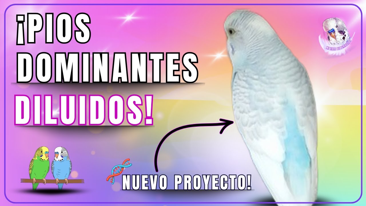 PÍOS DOMINANTES DILUIDOS: El Cruce MÁS FÁCIL para Obtener estos Periquitos 🤯