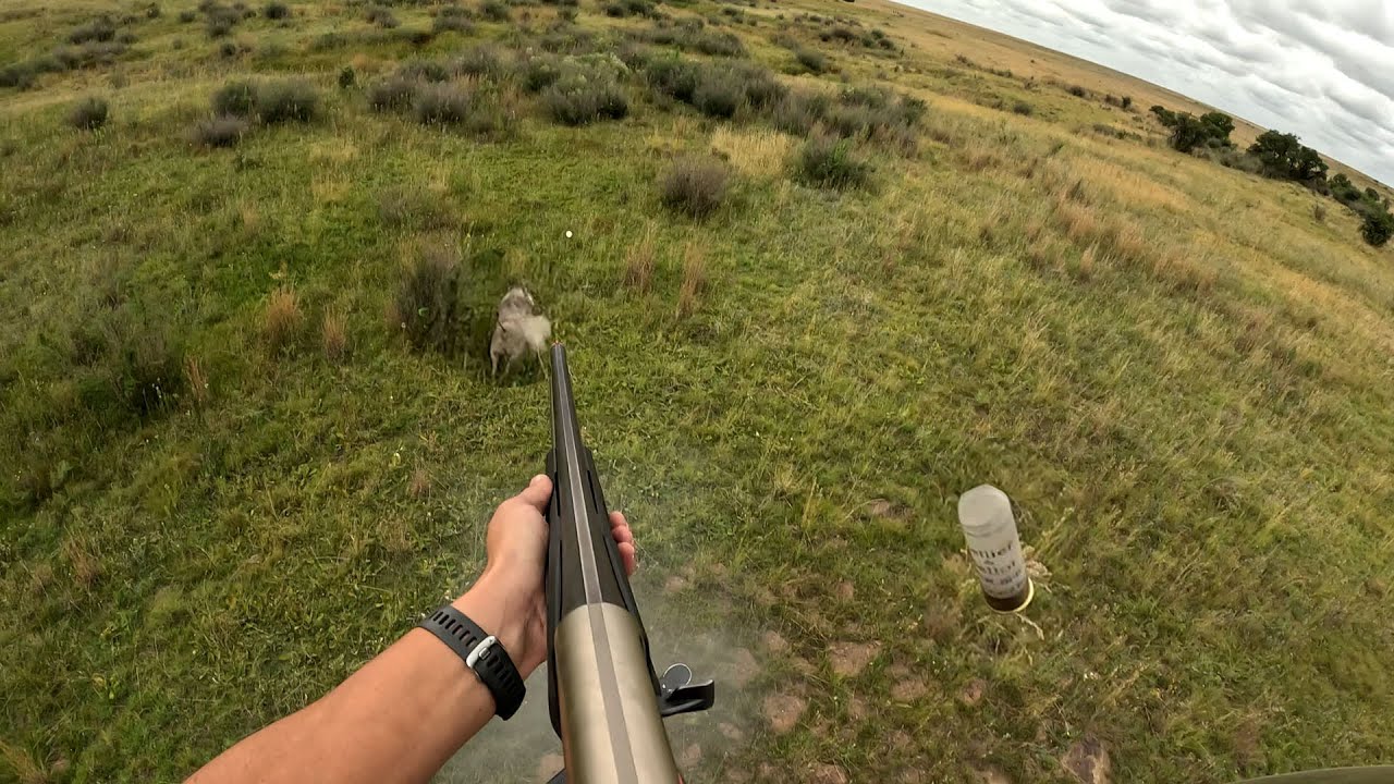 20 Hogs, 2 Coyotes in One HUNT | HELICOPTER Hog HUNT