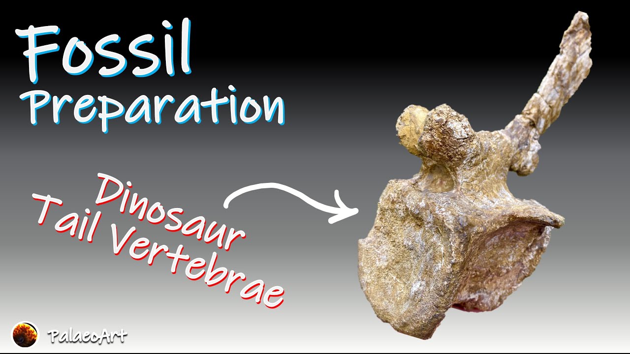 Fossil Preparation - Iguanodon dinosaur tail vertebrae Isle of Wight (125 million years old)