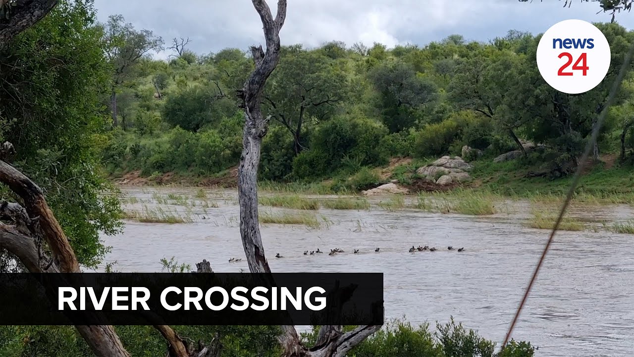 WATCH | Wild dogs, giraffes try cross flooded Kruger river amid heavy rains