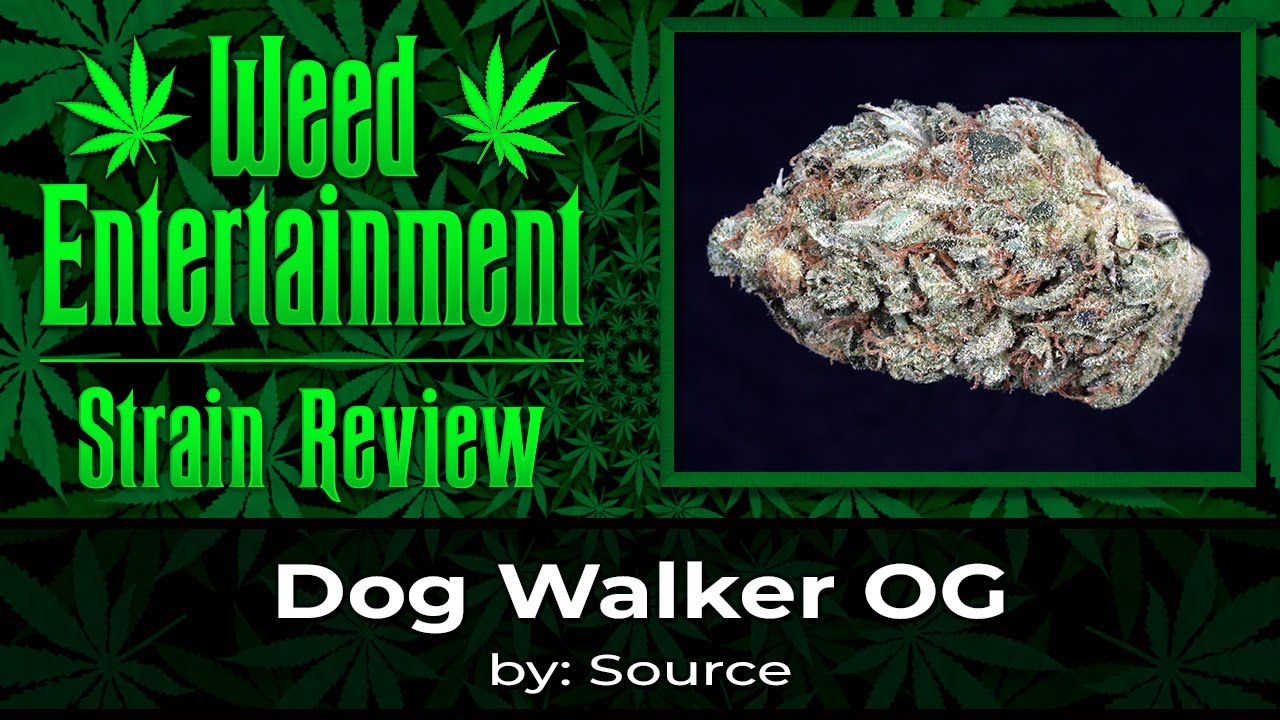 Dog Walker OG - by Source - Strain Review - April 2023