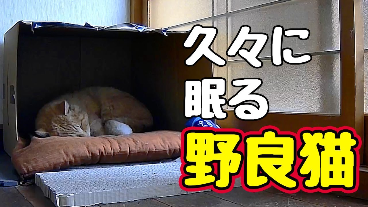 寝顔 見れて少し安心しました【野良猫】