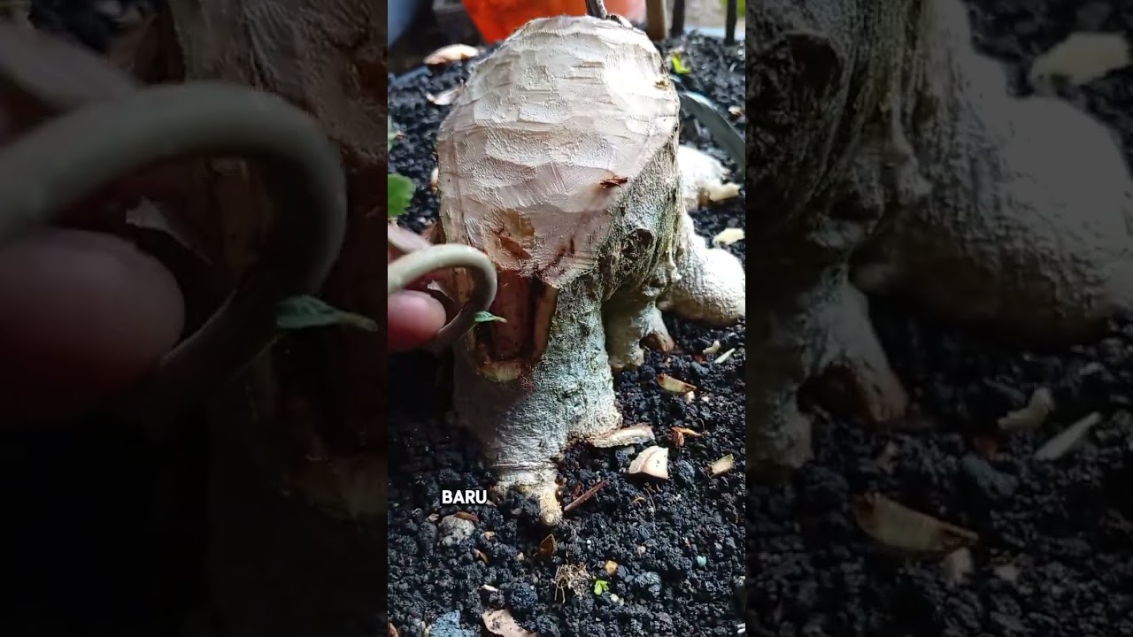Cara tempel Tunas di pohon serut 