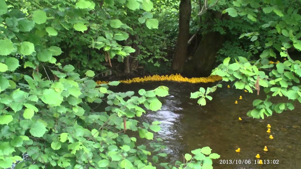 1. Wildbacher Entenrennen