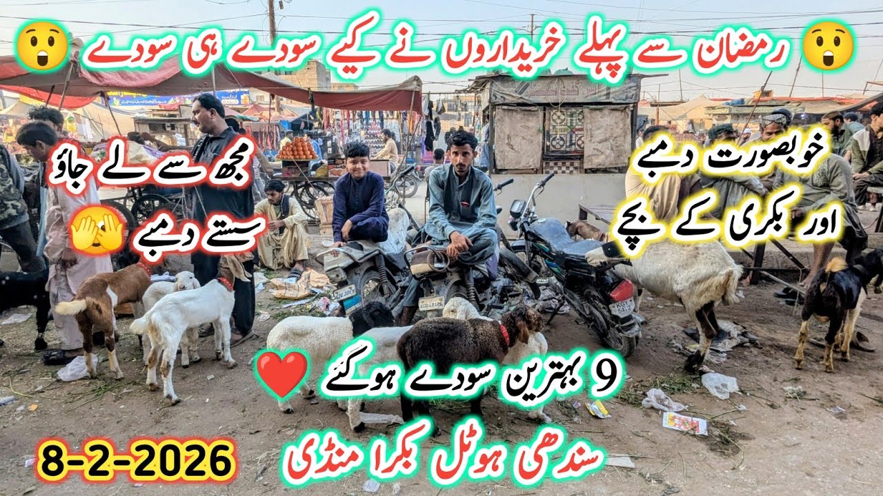 Sindhi Hotel Bakra Mandi Karachi Latest Update l 8 Feb 2026 l Karachi Mandi Updates l Bakra Mandi l