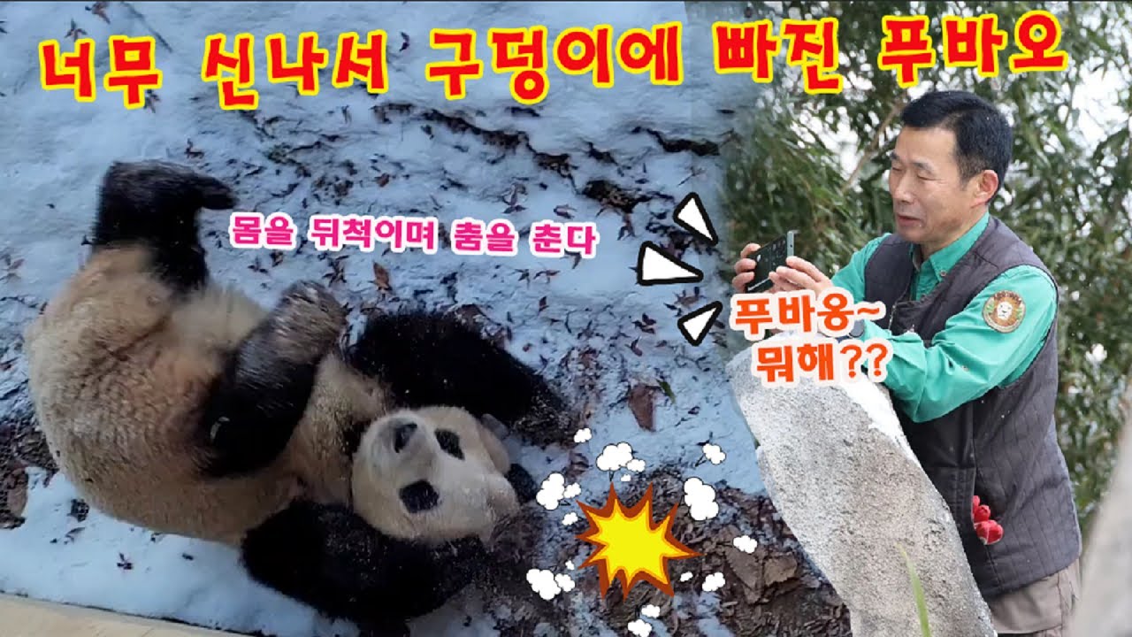 너무 신나서 구덩이에 빠진 푸바오💥 맙소사‼️ “대형사고” 강바오님도 웃으시며 촬영하셨다는~ㅎㅎ