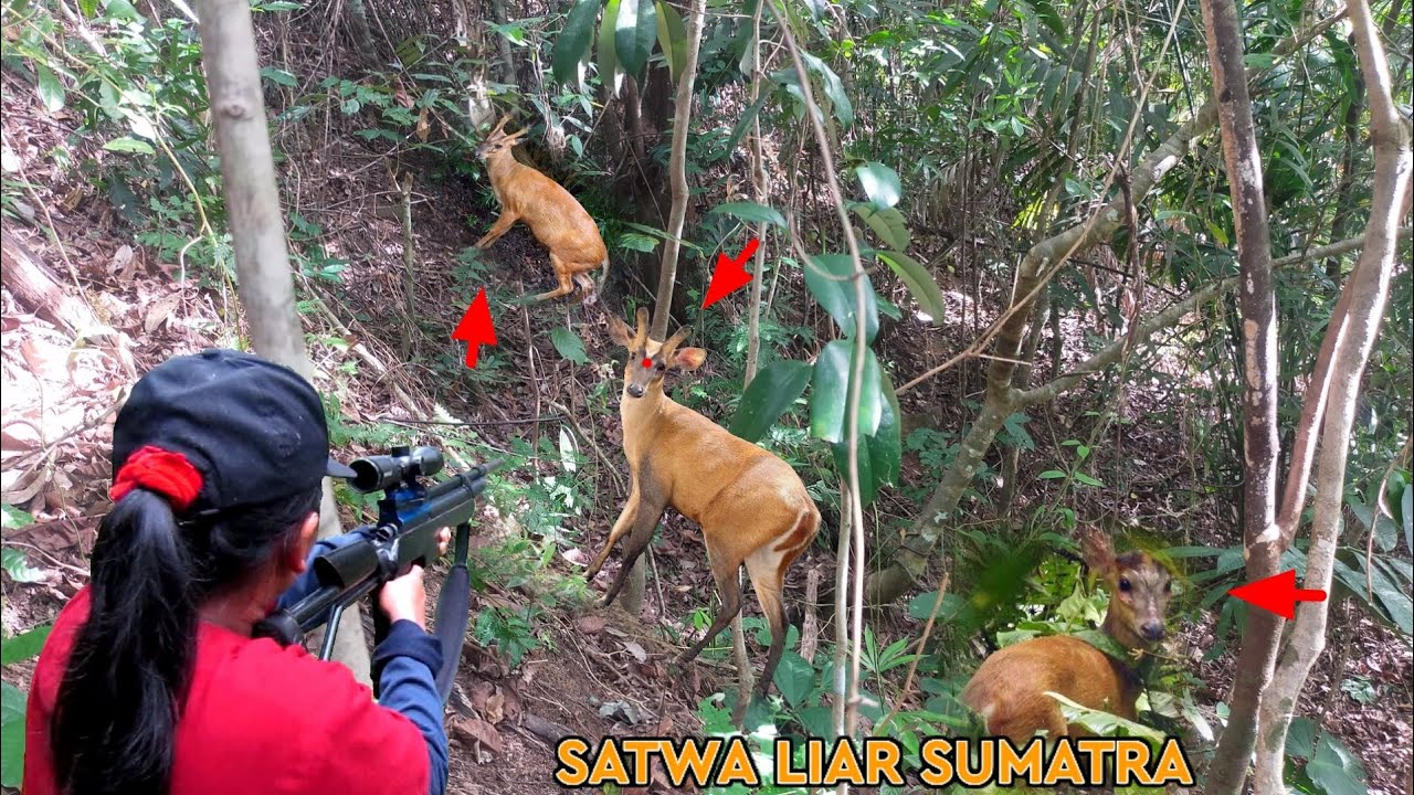 HUNTING SATWA LIAR TEMBAKAN KERAS, KIJANG BESAR MUNCUL DI DALAM SEMAK aksi jitu sniper wanita