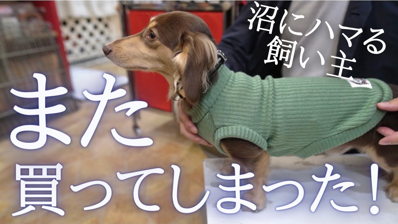 《2021.11.13》銀座DAX DACHSでお買い物♪ダックス専門店だから沢山のダックス用お洋服がありました。【るぱんの物語動画】#038ミニチュアダックスフンド・カニンヘンダックスフンド