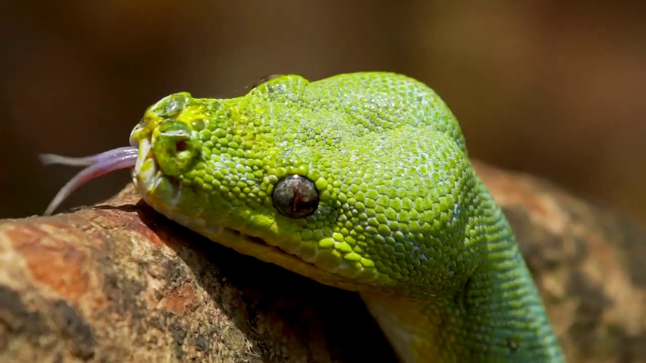 Port Moresby Nature Park: Corporate Video 2019