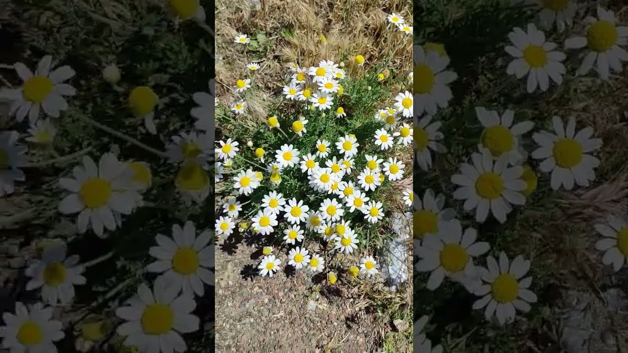 Ромашки Daisies Chamomile