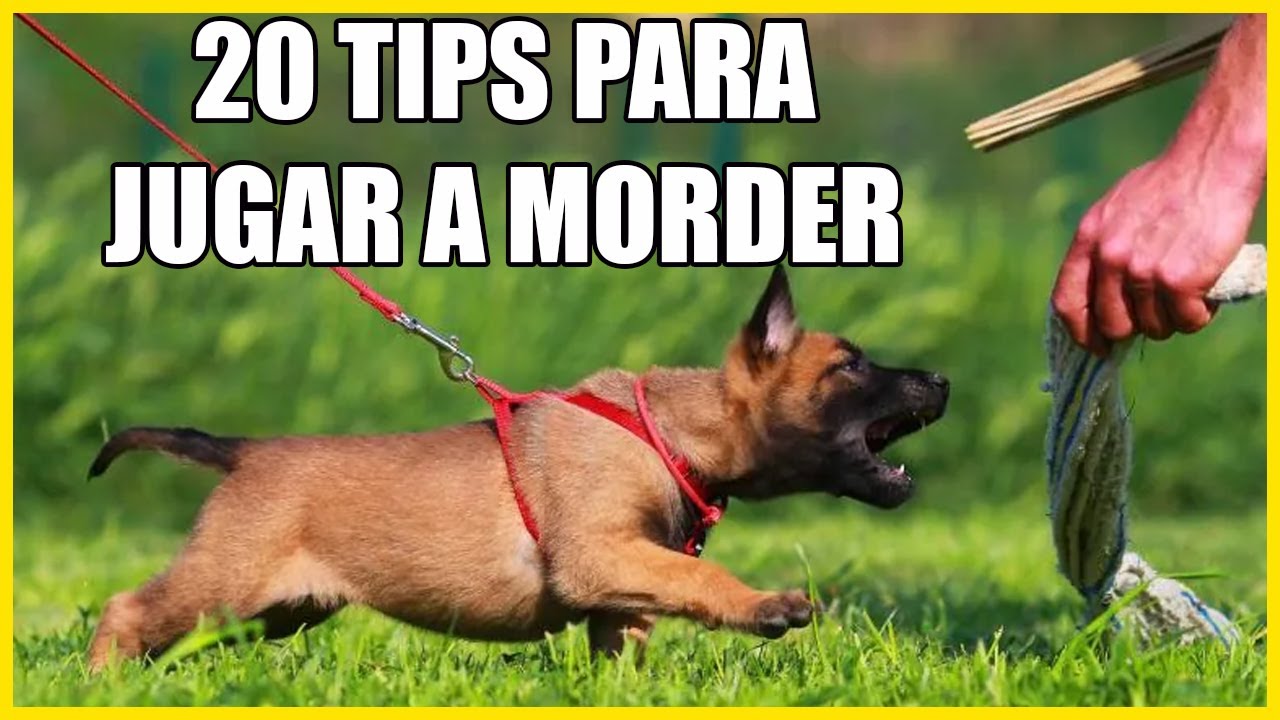 20 Tips para jugar con tu perro y cachorro a morder