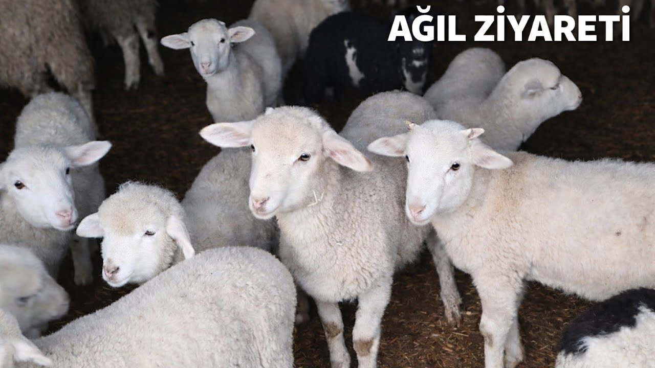 Komşunun ağılını ziyaret ettim