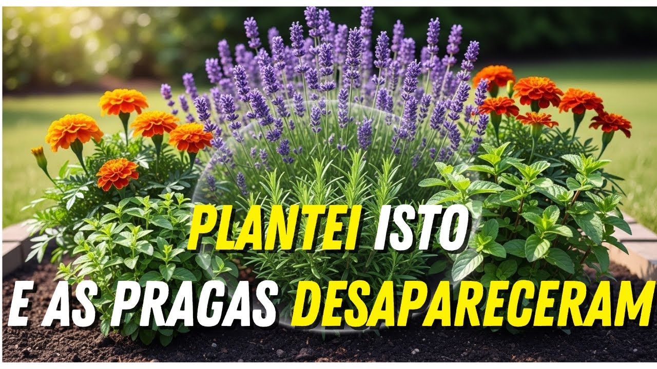 10 Plantas que repelem pragas do seu jardim (Nunca mais use Veneno)