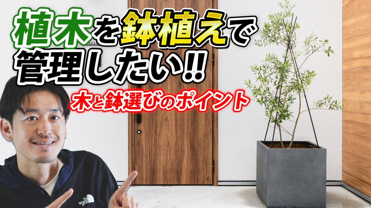 【鉢植えシンボルツリー】木は鉢植えで管理できますか？