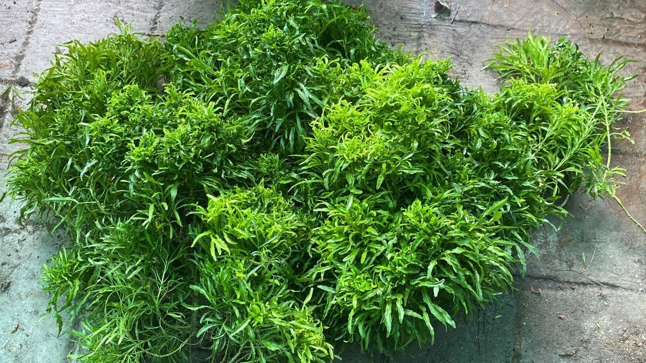Arelia Propagation and Pruning | Multiply Aralia plant(very easy)