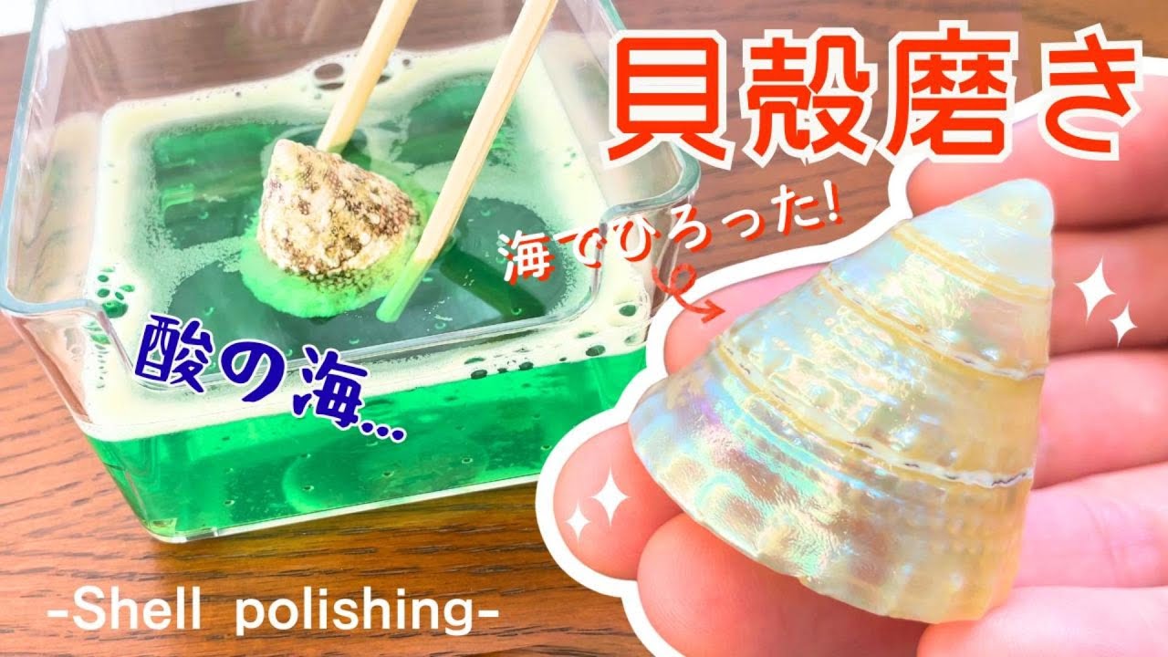 【貝殻磨き】海で見つけた貝殻をピカピカになるまで磨いてみた🐚🔨✨