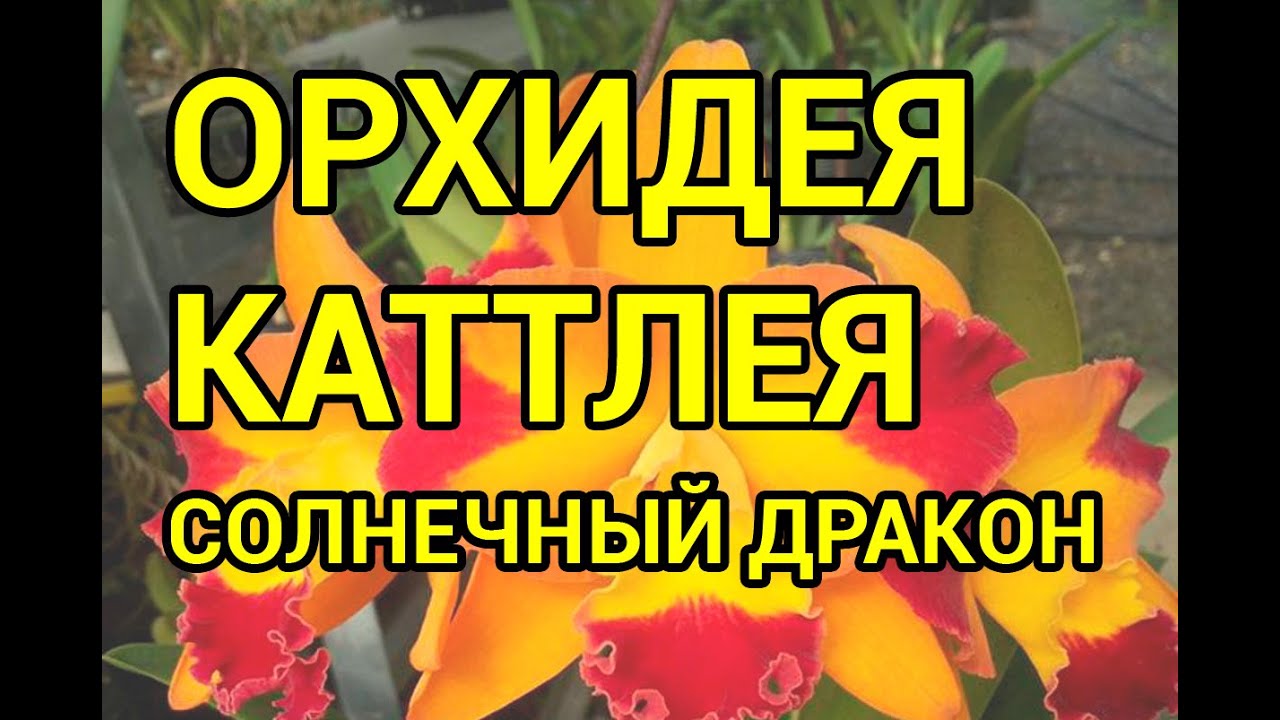 НЕВЕРОЯТНАЯ Каттлея - Солнечный ДРАКОН ! Пересадка Детки Каттлеи.