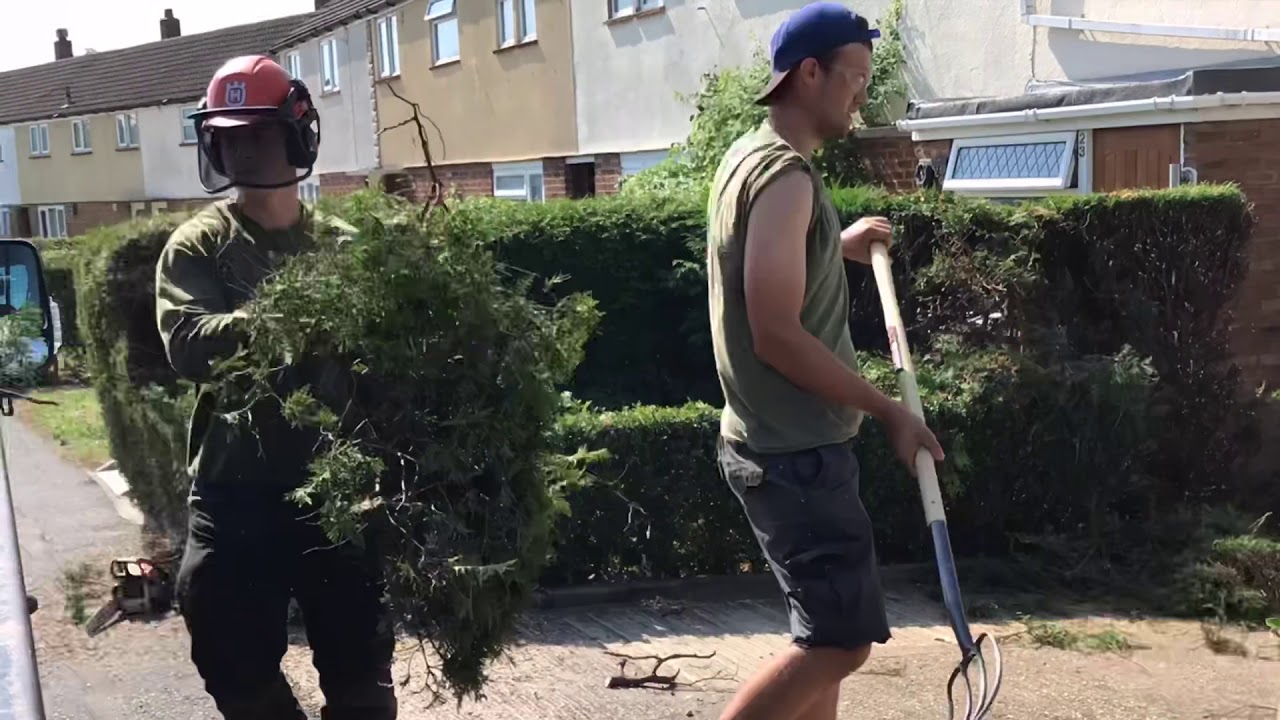 Conifer removal