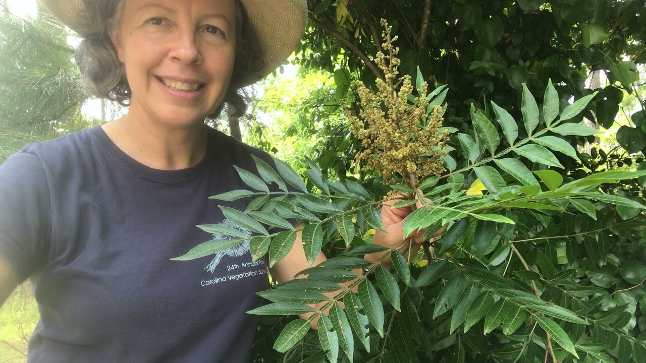Rhus copallinum (winged sumac)