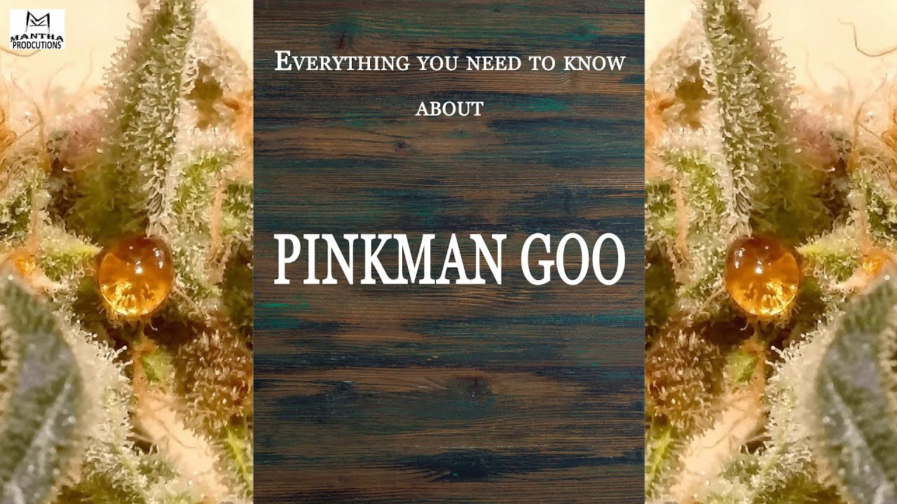 Pinkman Goo | Best Buds Strain Spotlight