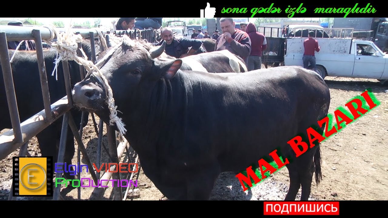 Berde Mal Bazari iri buynuzlu mal qara 2 ci hissede