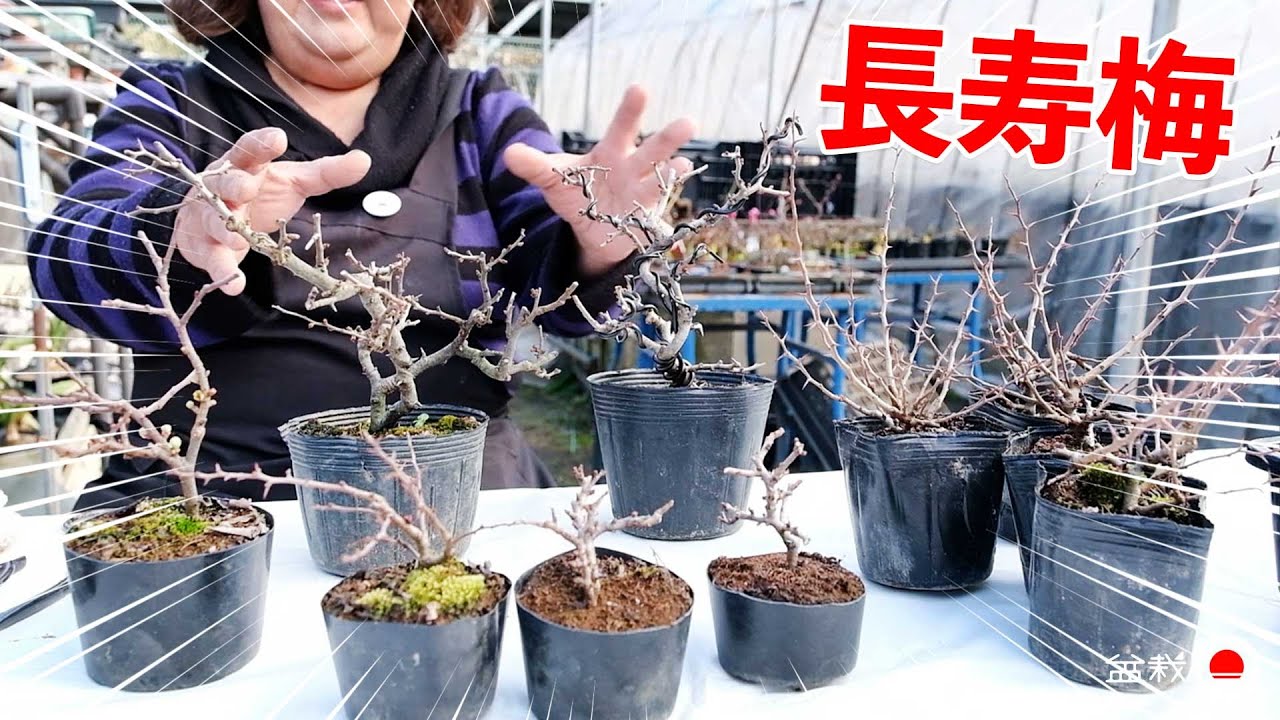長寿梅を盆栽大野さんから学ぶ【盆栽Q】