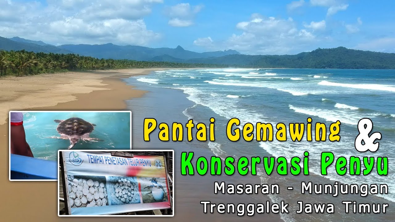Pantai Gemawing dan Penangkaran Penyu Desa Masaran Munjungan Trenggalek