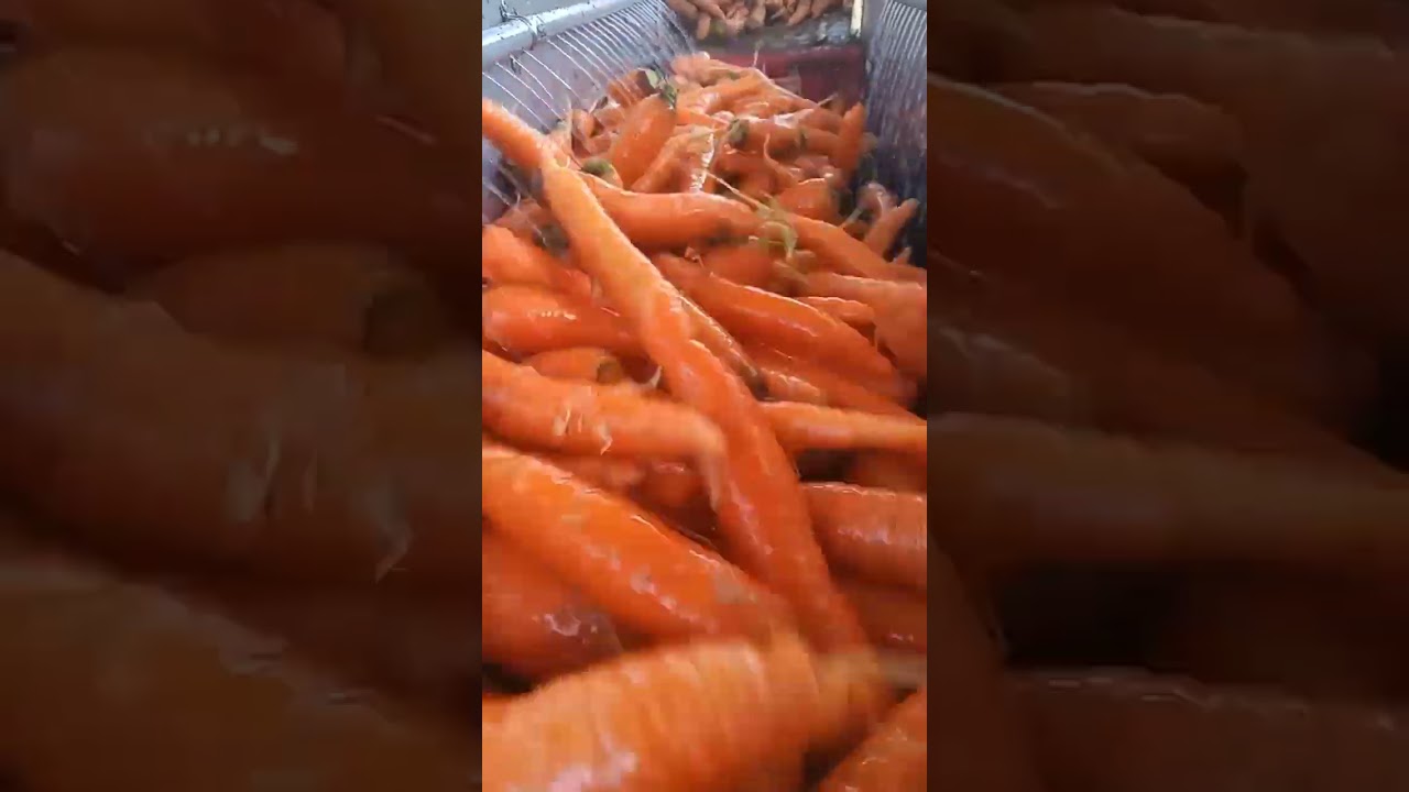 #carrots #harvest 2023 #localproduce Sa #cayo #belize 🇧🇿