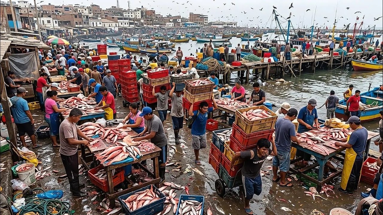 La dura REALIDAD del PUERTO Pizarro: Así TRABAJAN los MAESTROS del PESCADO 