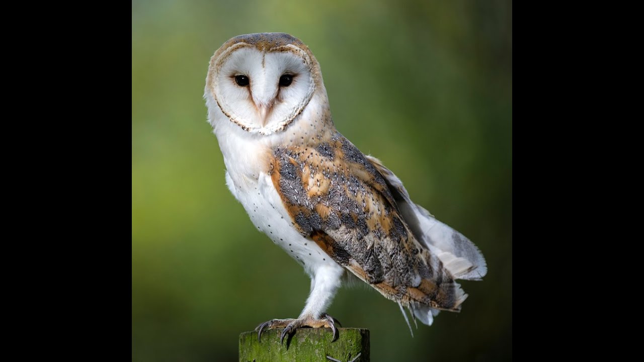 Barn Owl Nest Box Overnight 13th Jan