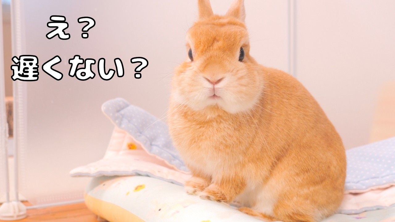 少しでも帰宅が遅れると二度見しながら不満をぶつけてくるウサギが可愛かった【No.1876】