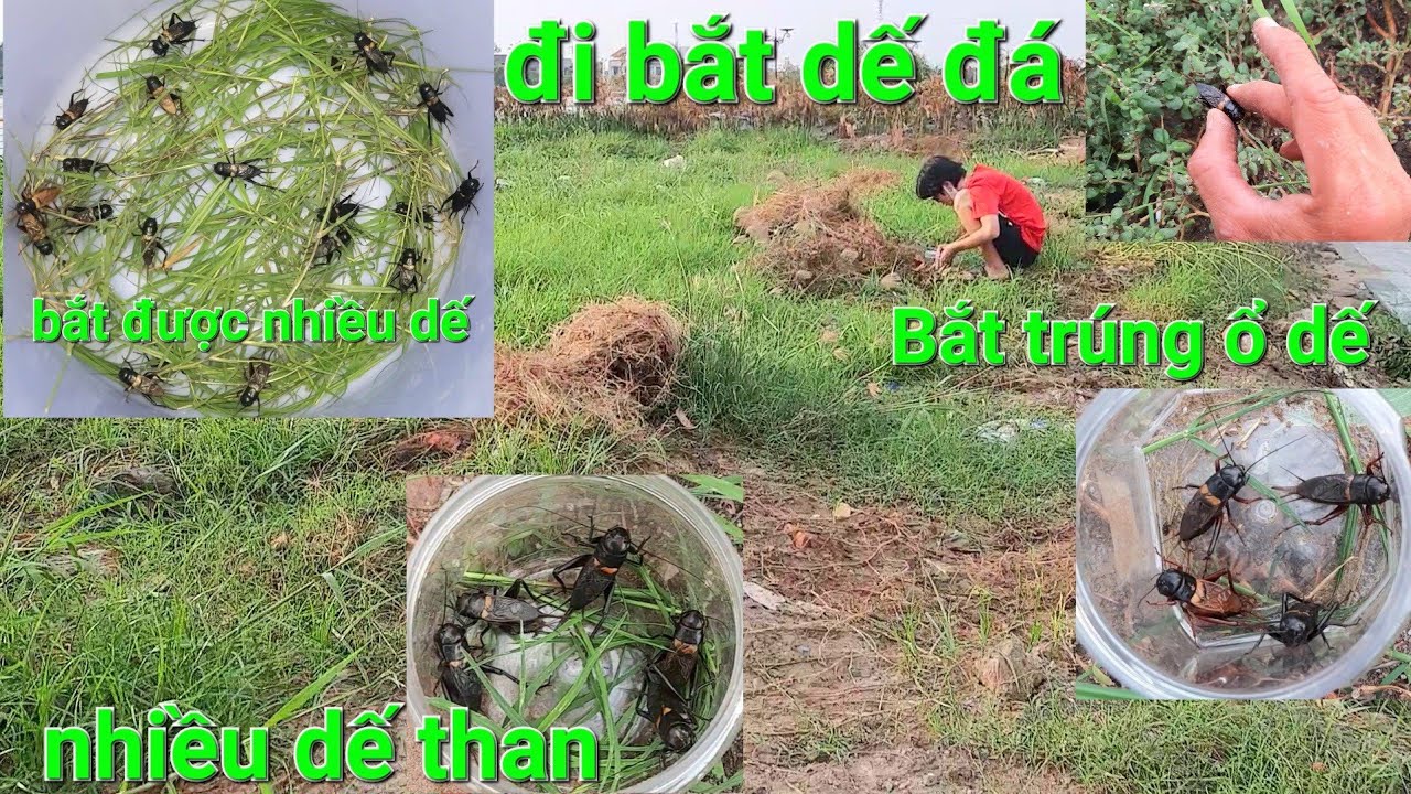 Đi bắt dế đá buổi chiều bắt trúng ổ dế luôn bắt được nhiều dế trống than