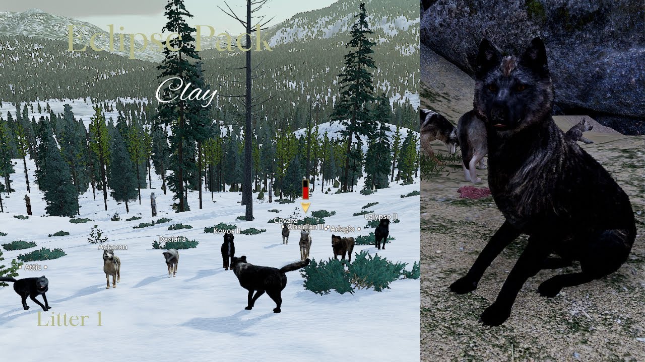 Eclipse Pack - Clay L1 - Young Hunters/Raise Pups [WolfQuest Saga]