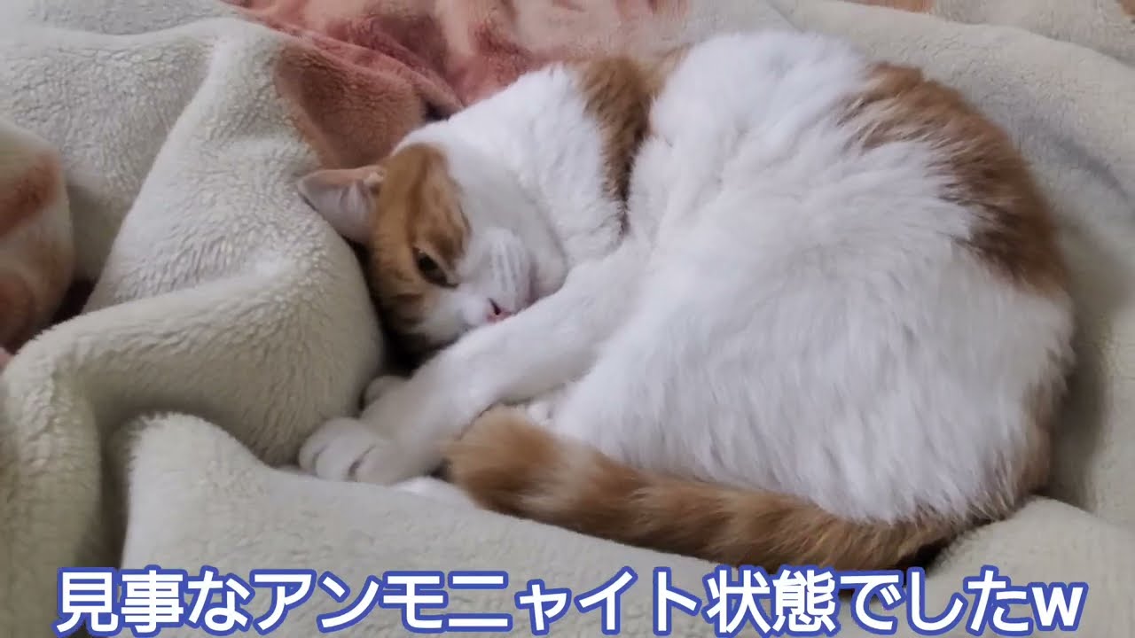毛布と毛色が同化した猫は丸くなり同居猫はヒーターで暖まる猫達です